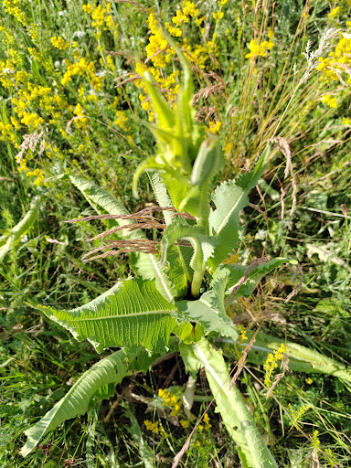 PAROHIA BLAJ IZVOARELE