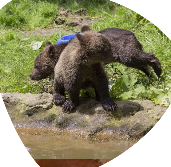Sanctuarul Libearty Zărnești 1 sanctuarul libearty zarnesti